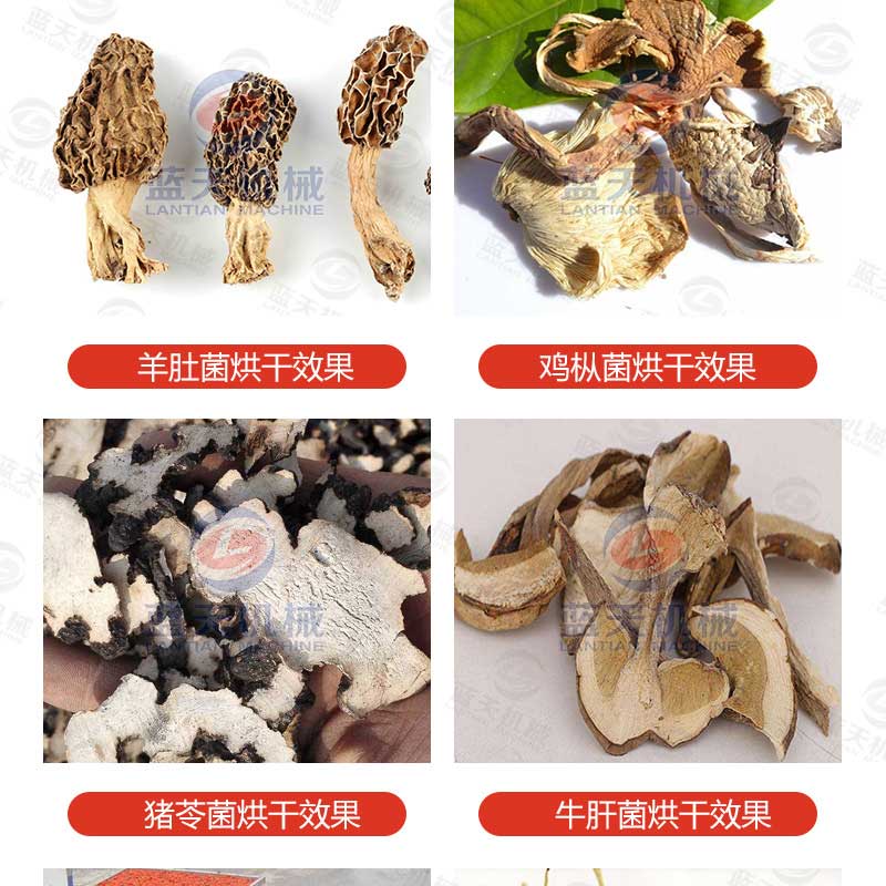 羊肚菌烘干机烘干效果